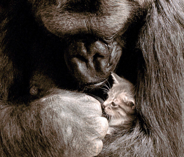 Ego vs Gorilla